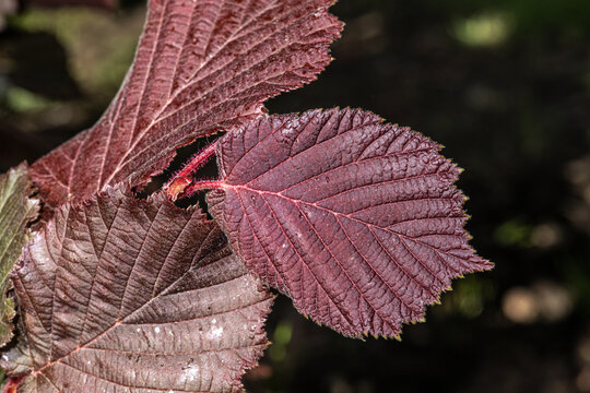 Leaves of Red Leaf Filbert (Corylus maxima 'Rote Zeller')