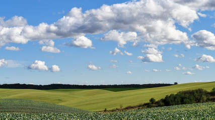 Agricultural landscape of green hills covered with organic canola fertilizer plants and blue sky with clouds. Copy space.