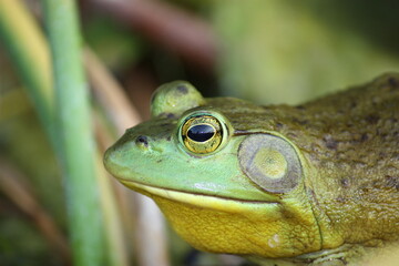 frog in the pond