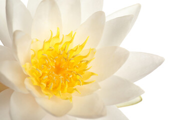 Fototapeta premium Beautiful blooming lotus flower on white background, closeup