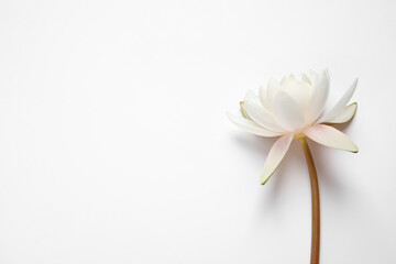 Beautiful blooming lotus flower on white background, top view - obrazy, fototapety, plakaty