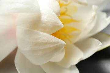 Fototapeta na wymiar Beautiful blooming white lotus flower on table, closeup.