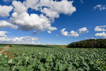 Fototapeta na wymiar Agricultural landscape of field with green organic fertilizer plants and blue sky with clouds. Selective focus. 