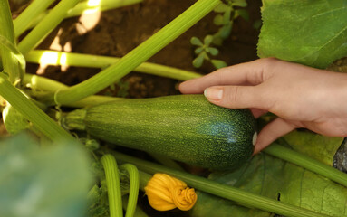 Woman picking ripe green zucchini outdoors, closeup