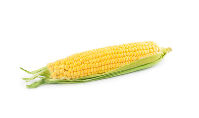 Ripe raw corn cob with husk isolated on white