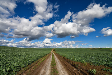 Fototapeta na wymiar Rural dirt road running through agricultural landscape of fields with green organic fertilizer plants and blue sky with clouds