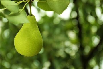 Ripe pear on tree branch in garden