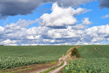 Agricultural landscape of field with green organic fertilizer plants and blue sky with clouds....
