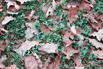 fallen oak leaves. autumn symbol