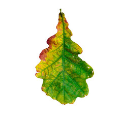 autumn oak leaf on white isolated background