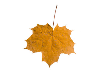 yellow autumn leaf on white isolated background