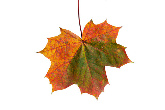 autumn leaf on white isolated background