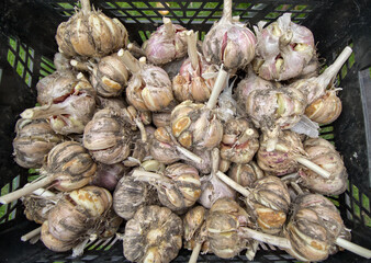 Garlic basket - organic farming