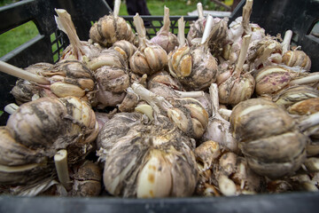 Garlic basket - organic farming