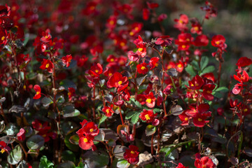 Red flowers. Garden plants in sunlight. Beautiful natural background from small flowers.