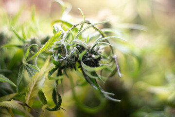 Marijuana plant grown under lamps. Cannabis for medical use. Cannabis containing hemp.