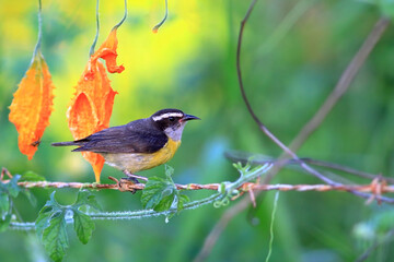 Bananaquit (Coereba flaveola) perched on a barbed wire under a green background and orange flowers