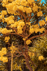 Ipê Amarelo Yellow Ipe Tree Yellow