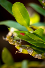 Fototapeta premium Red insect egg in a leaf of Orchid