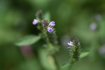 Justicia procumbens  flowers / Acanthaceae weed