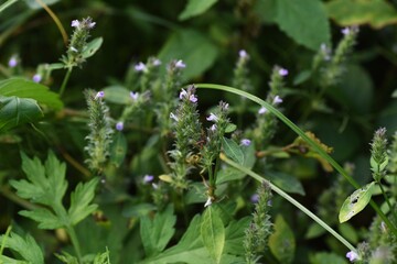 Justicia procumbens  flowers / Acanthaceae weed