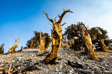 Bald bristlecone pine tree branches reach out like arms