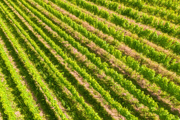 sunny vineyards from above