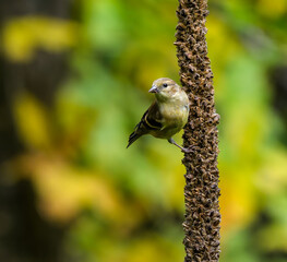 American Goldfinch on Dried Broadleaf Plantain in Fall