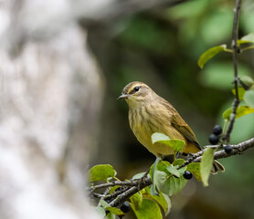 Palm Warbler  Foraging in Fall