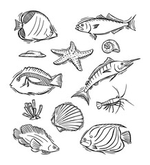Hand drawn of aquatic animals