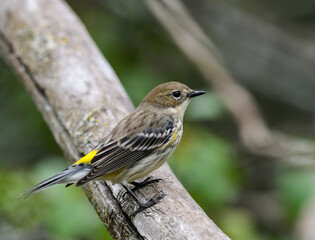 Yellow-rumped Warbler  Foraging in Fall