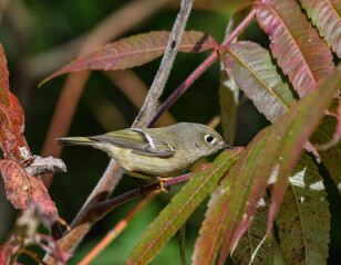 Ruby-crowned Kinglet Foraging in Fall