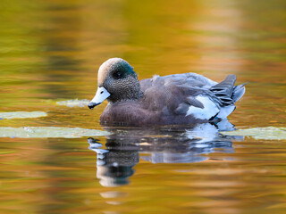 Male American Wigeon Swimming in Yellow Water in Fall 