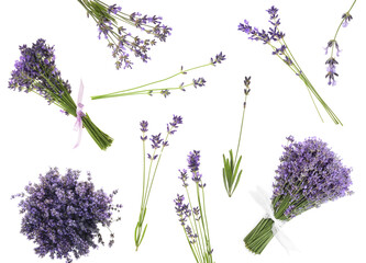 Set of lavender flowers on white background