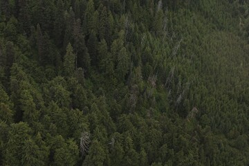 Aerial forest photography. Trees from a distance. Green pines.