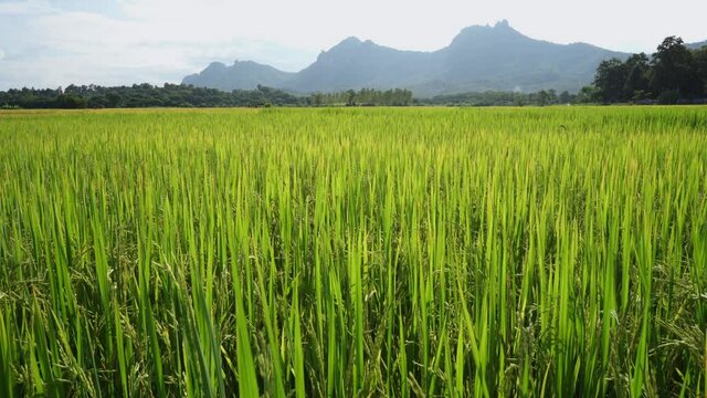 Growing rice paddy field against mountain scape background