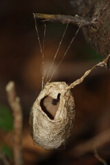 open cocoon close up