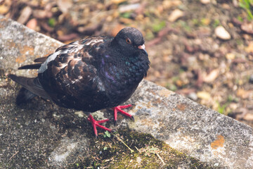 Linda paloma colorida