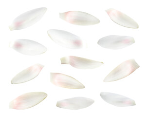 Set of beautiful lotus flower petals on white background