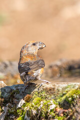 Çaprazgaga » Red Crossbill » Loxia curvirostra