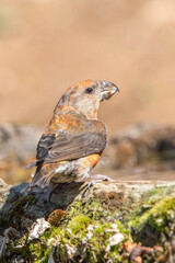 Çaprazgaga » Red Crossbill » Loxia curvirostra