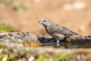 Çaprazgaga » Red Crossbill » Loxia curvirostra