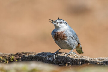 Anadolu sıvacısı » Krüper`s Nuthatch » Sitta krueperi