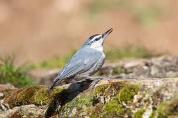 Anadolu sıvacısı » Krüper`s Nuthatch » Sitta krueperi