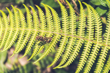 Helecho naturaleza