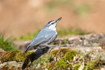 Anadolu sıvacısı » Krüper`s Nuthatch » Sitta krueperi