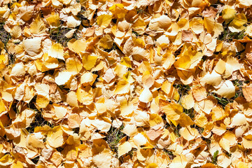 Fallen yellow leaf on the ground in the park. Autumn mood. Indian summer concept