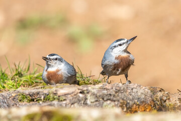 Anadolu sıvacısı » Krüper`s Nuthatch » Sitta krueperi