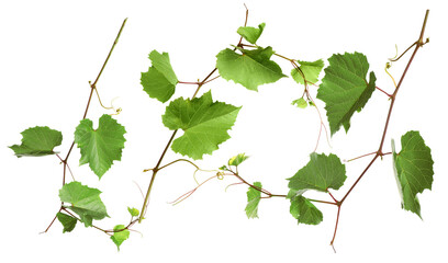 Set of grapevines with green leaves on white background