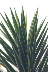 Palma hojas
